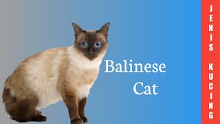 Balinese Cat || Kucing Bali