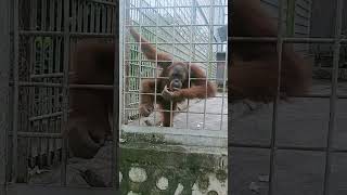 tingkah lucu orang utan di kebun binatang #shorts