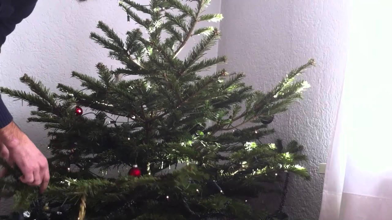How to undress a christmas tree without needles falling on the ground