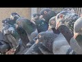 Saibay wali breed  ch sakhi muhammad bhatti pigeons