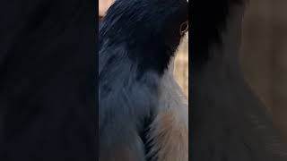 Download Lagu Burung Cendet Speed Rapet MP3