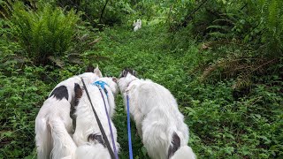 Exploring the Forest with Talking Silken Windhounds