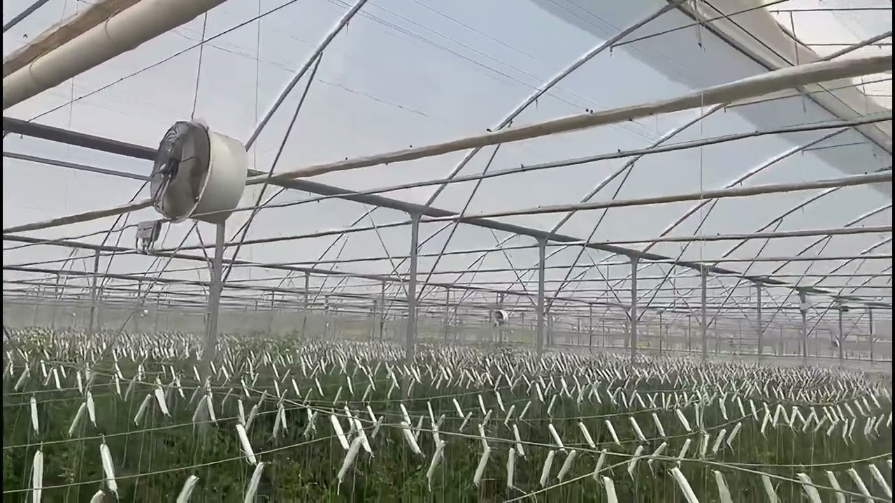 High-pressure fogging system for greenhouse humidification LUBING GreenTec