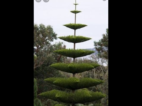 فيديو: كيفية وضع شجرة عيد الميلاد