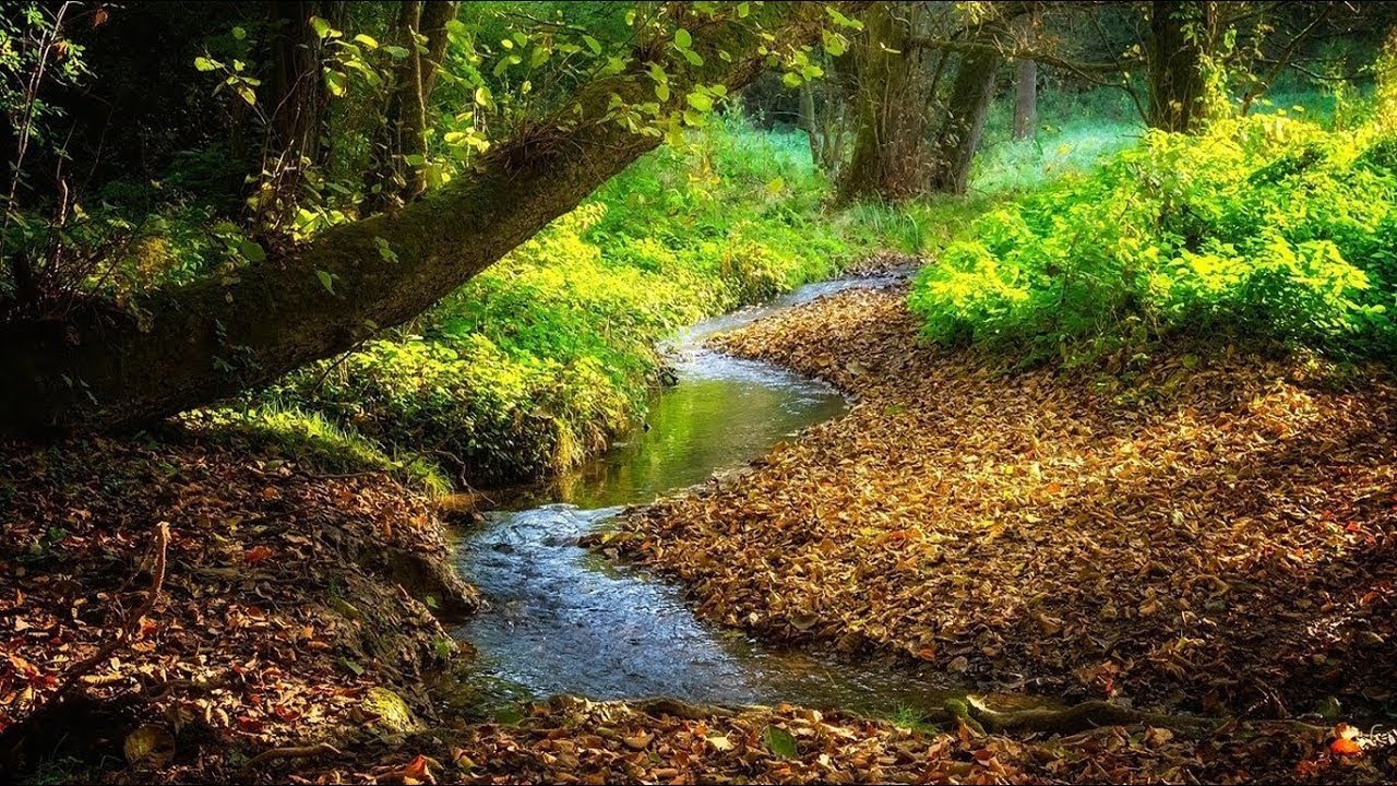 Звуки природы / Соловей поет / журчание ручья - пение птиц - YouTube