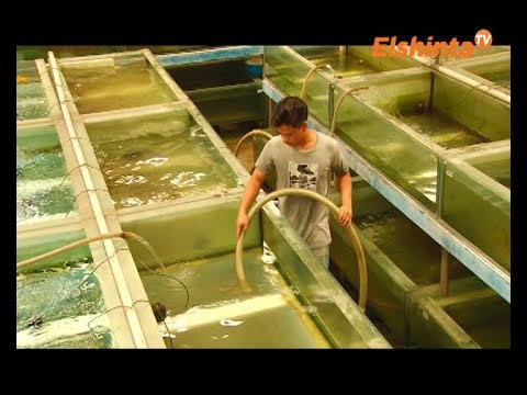 Kisi Kisi Export Ikan Bekasi