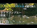 【メダカ】60cmワイドメダカ水槽(10)全ドラゴンブルー！水槽へ移動！生後15日〜30日までお見せします！いや〜やっとここまで来たかっ！