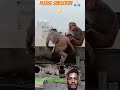 #shorts #funny #monkey#comedy #viral