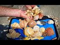 Super shell haul from juno beach florida