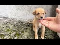 出门溜个兔子回来发现邻居捡了一只无忧无虑的小狗 天下一场梦 出门溜个兔子回来发现邻居捡了一只无忧无虑的小狗 天下一场梦