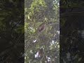Orangutan in Borneo, Malaysia!【Part 3】