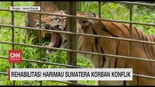 Rehabilitasi Harimau Sumatera Korban Konflik