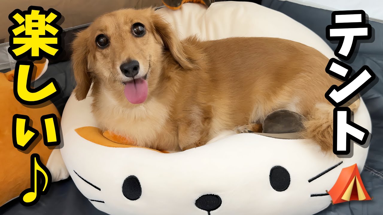 犬猫部屋をテントにしてみたら犬が大興奮してこうなりました