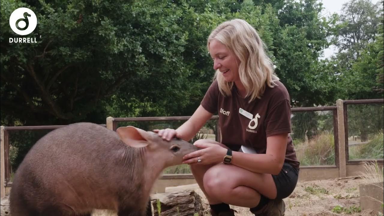 Meet Jersey Zoo's newest resident! YouTube