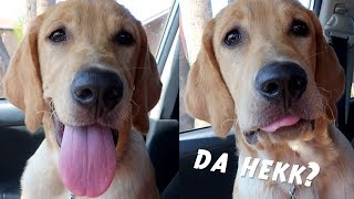 DOG REACTS TO DIFFERENT TYPES OF MUSIC!!