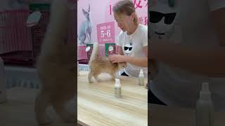 Как вымыть кота без воды?) «сухой» шоу-груминг) by Anna Rudakova 133 views 5 months ago 1 minute, 58 seconds