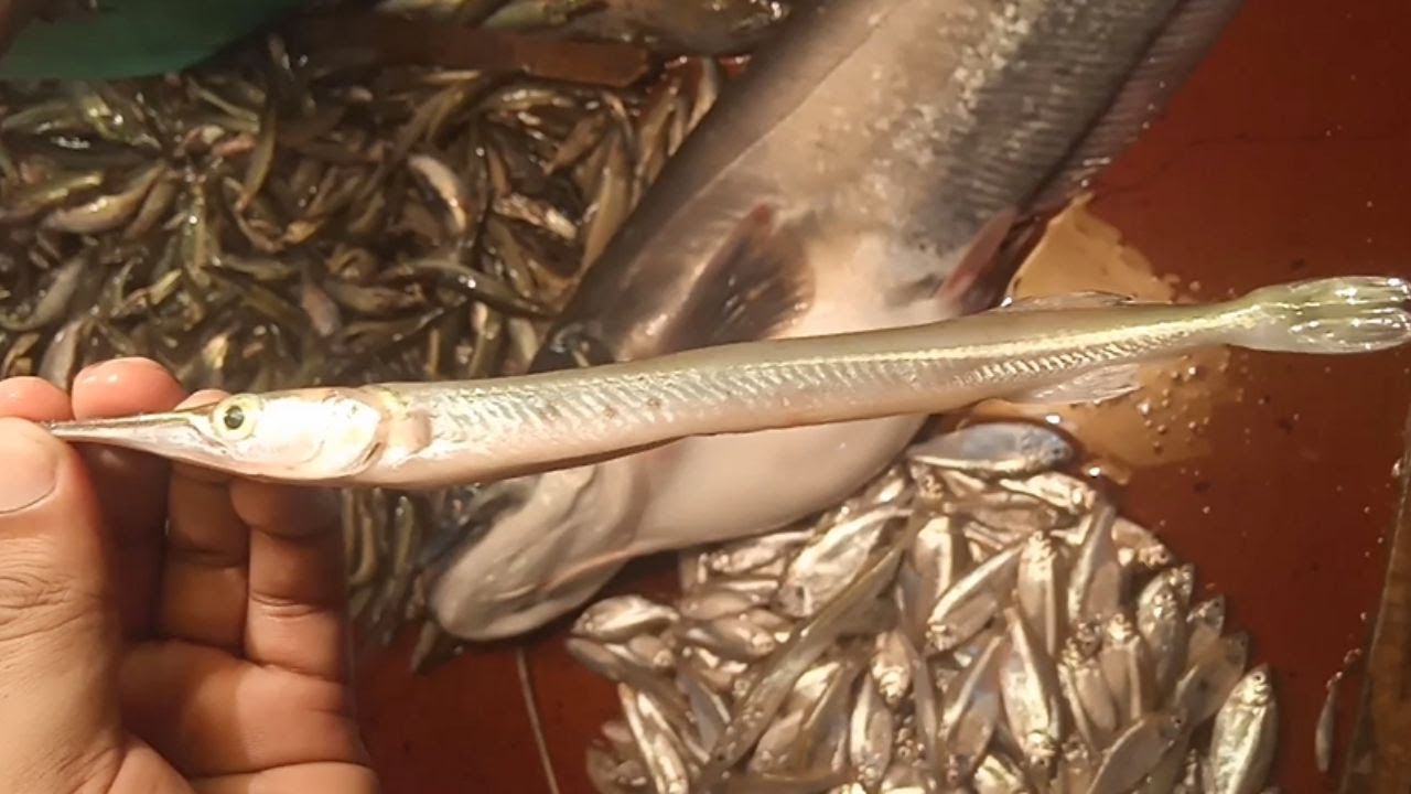 Big Fish Market In Bangladesh YouTube Big Fish Market In Bangladesh YouTube