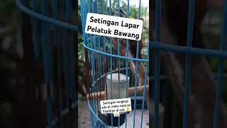 Download Lagu Setingan lapar pelatuk bawang Agar Gacor dor MP3 Download Lagu Setingan lapar pelatuk bawang Agar Gacor dor MP3