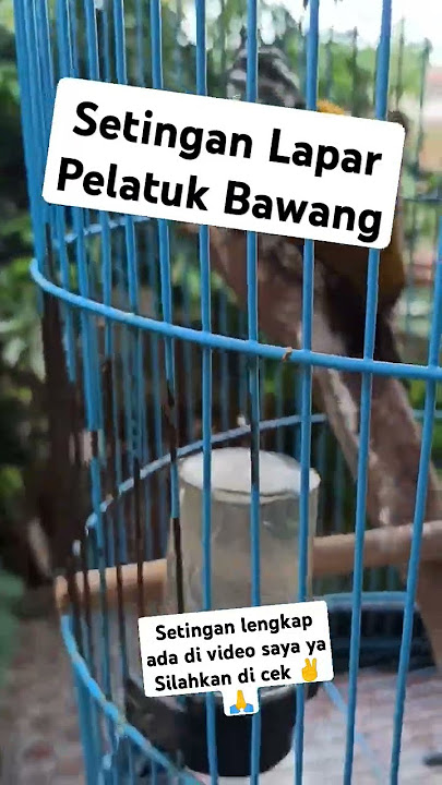 Setingan lapar pelatuk bawang Agar Gacor dor