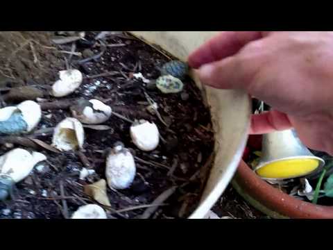 Baby turtles hatching out of their shells