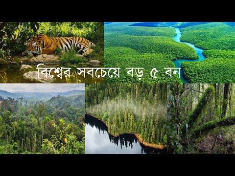 ভিডিও: একটি নাতিশীতোষ্ণ বন কোথায় অবস্থিত?