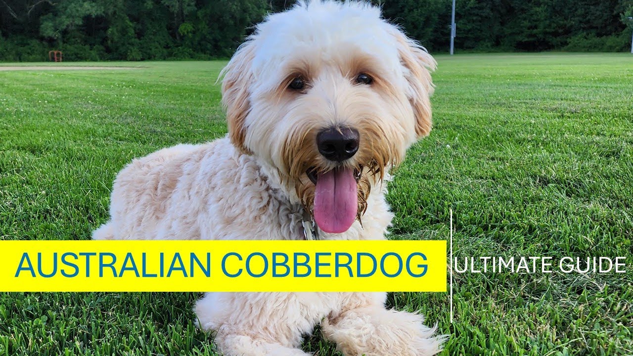 Australian Cobberdog Information | Ultimate Guide