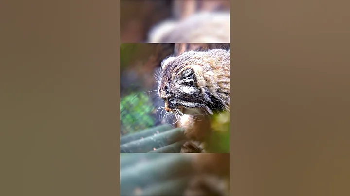 Video 9389491: angry cat funny animals, cats wild animals, funny cute angry cat