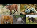 16 Animales Santiagueños Seriamente Amenazados