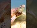 The Heartwarming Rescue and Return of a Loggerhead Sea Turtle! 🌊🐢