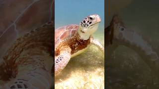 The Heartwarming Rescue and Return of a Loggerhead Sea Turtle! 🌊🐢