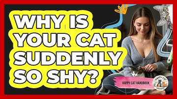 Why Is Your Cat Suddenly So Shy? - Happy Cat Handbook
