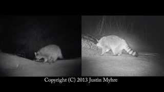 Three Raccoons Visit Camera