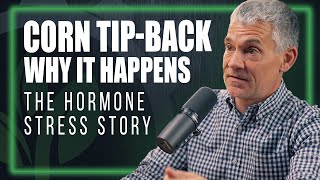 How Corn Hormones Fight Heat Stress and Tip-Back