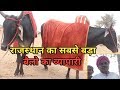 Nagaur cattle fair 2019-  राजस्थान के सबसे बड़े बैलो के व्यापारी को देखो नागौर मेले में