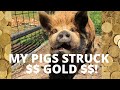 MY KUNEKUNE PIGS DUG UP A GOLD MINE on the HOMESTEAD!! $$ WORTH HUNDREDS $$ I've ALWAYS wanted ONE!
