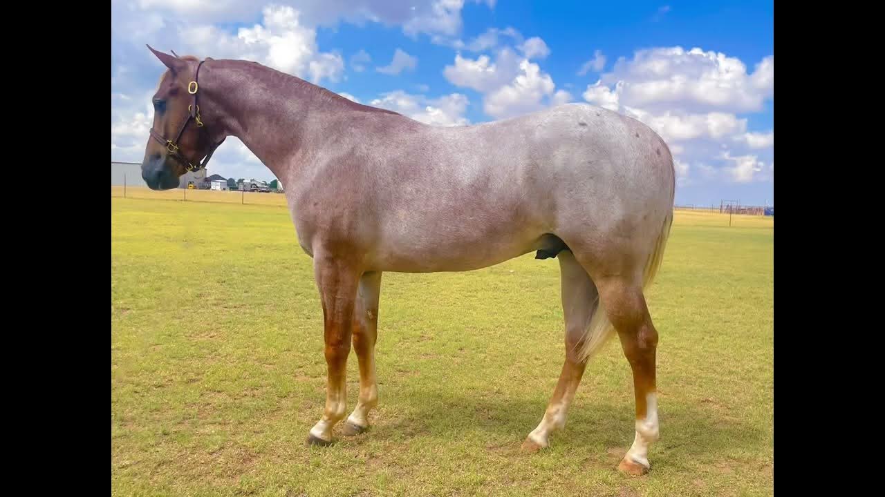 Hermanson Kist Fall All Breed Horse Sale lot 1284 YouTube