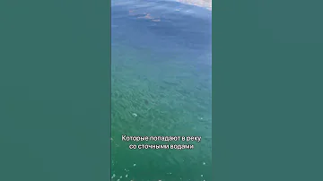 Почему цветет вода?