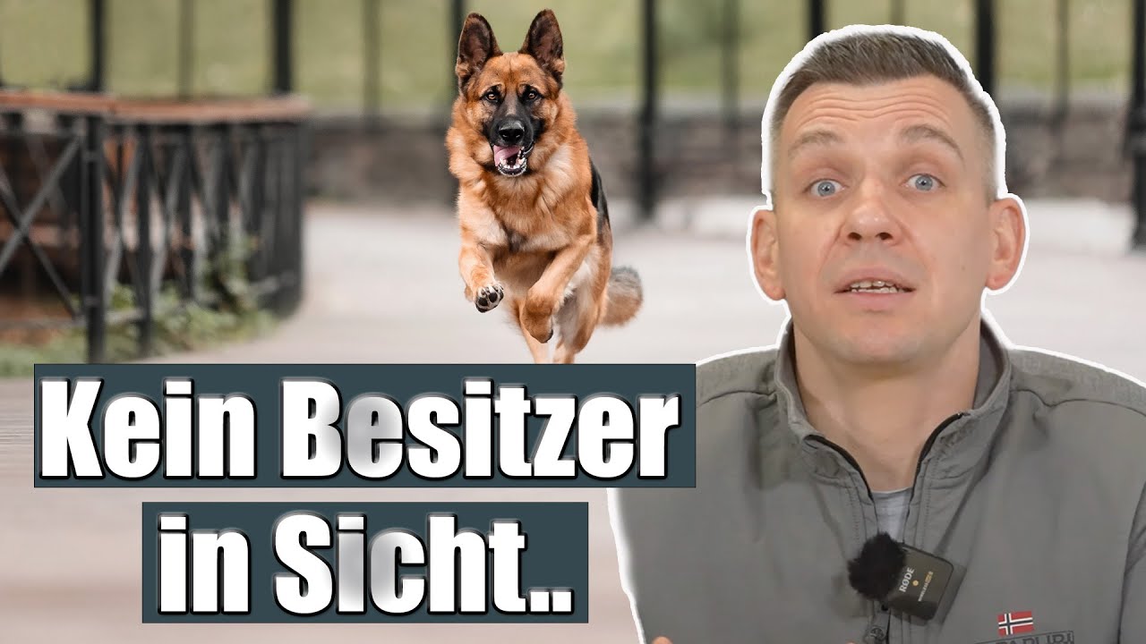 Freilaufende Hunde abschießen? Einem Jäger platzt der Kragen | BR24