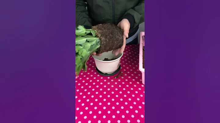 蟹爪蘭的種植方法和技巧 #分享養花經驗 #分享家庭養花小常識 #shorts - 天天要聞