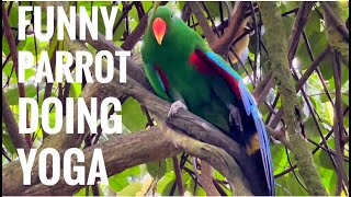 Eclectus Parrot I Eclectus Parrot doing Yoga I Facts about Eclectus Parrot I Vocal and Adorable pets