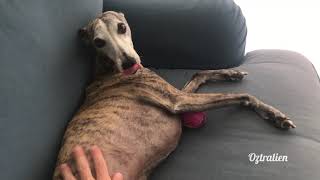 Bored, noisy and complaining - Roscoe the whippet by Oztralien 673 views 2 years ago 1 minute, 15 seconds