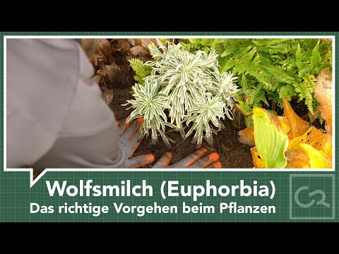Video: Euphorbia: Arten und ihre Beschreibung. Euphorbia oder Wolfsmilch: Pflanzen und Vermehrung