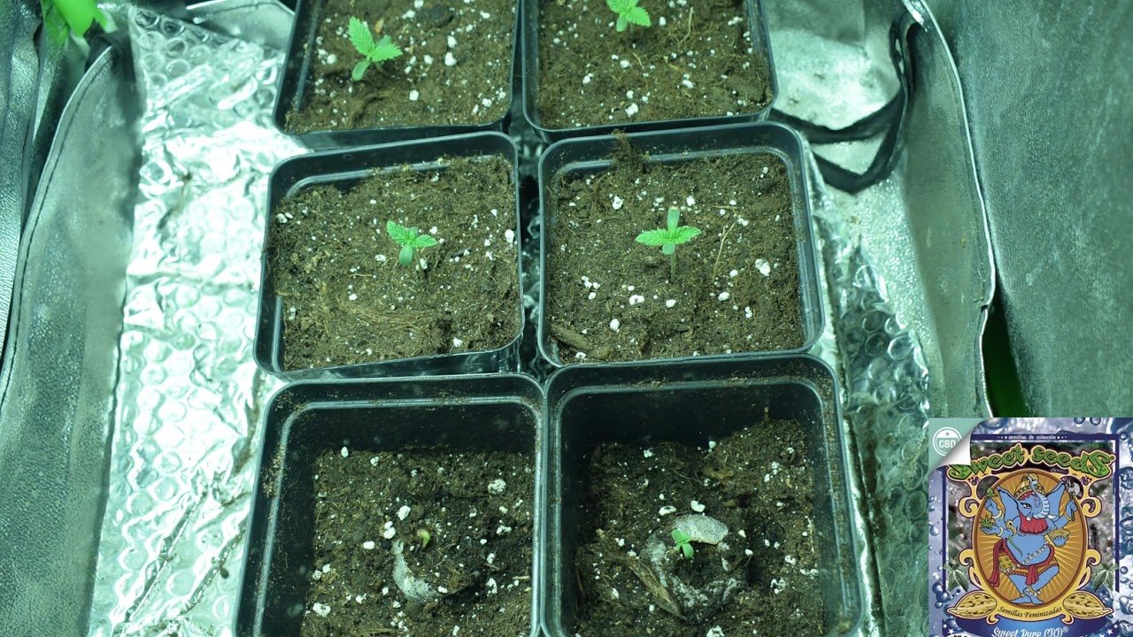 Gorilla Girl, Sweet Amnesia Haze, Sweet Pure CBD.