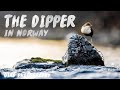 Photographing the DIPPER in Norway | My favorite bird for Bird Photography | MP 42