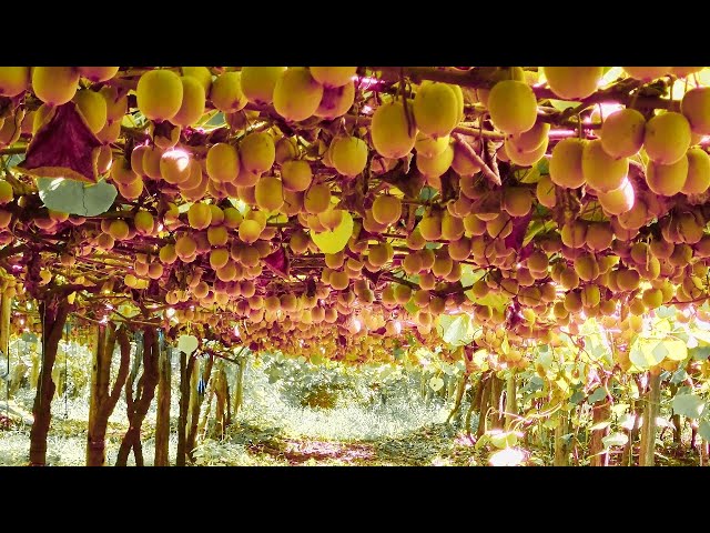 How to Cultivate Millions of Kiwi Fruit in New Zealand - Kiwi Fruit Farming and Harvest class=