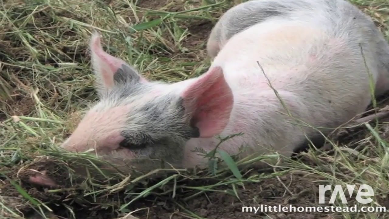 Dropout Boogie From Our Grass Fed Hogpig - Captain Beefheart & Homemade Lard Recipe | RaveDJ