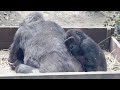 風が冷たく、何度も母親に抱きついて体を温めるキンタロウ⭐️ゴリラ Gorilla【京都市動物園】Kintaro hugs his mom&#39;s back because the wind is cold