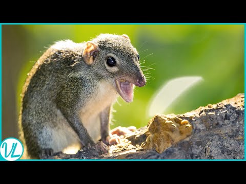 Video: Tiny shrew: habitat dan fakta menarik