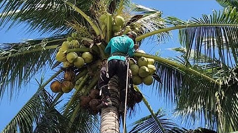 Cưa  cây  dừa  siêu  trái  to  .Cưa  cây  kỷ  thuật  cao