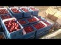 Собираем клубнику (трускавку) в Польше  - Ужасное поле - Putting strawberries in Poland